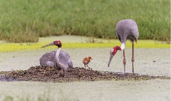 Bird & Habitat Conservation