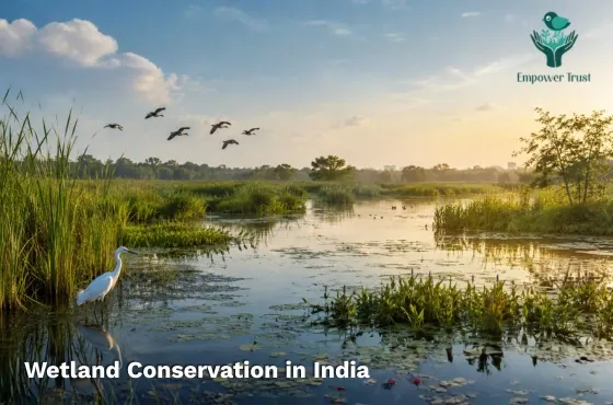Wetland Conservation in India: Why Protecting Wetlands Matters
