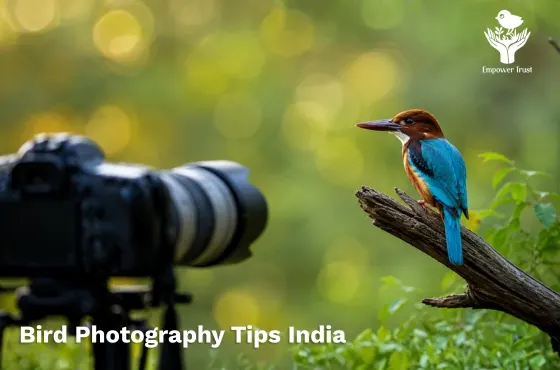 Bird photography tips India featuring a kingfisher perched near a camera lens.